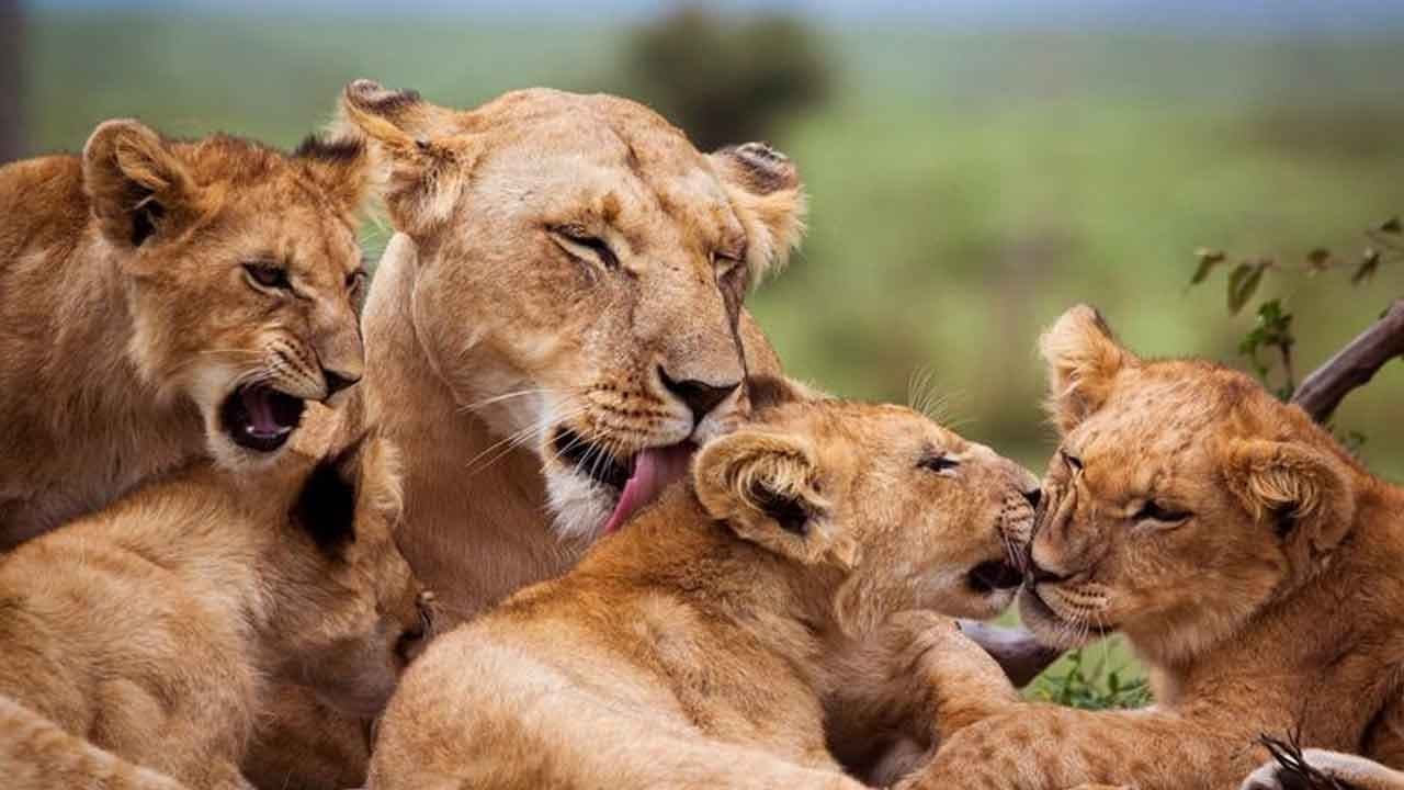 8 సింహం కూనల మృతి