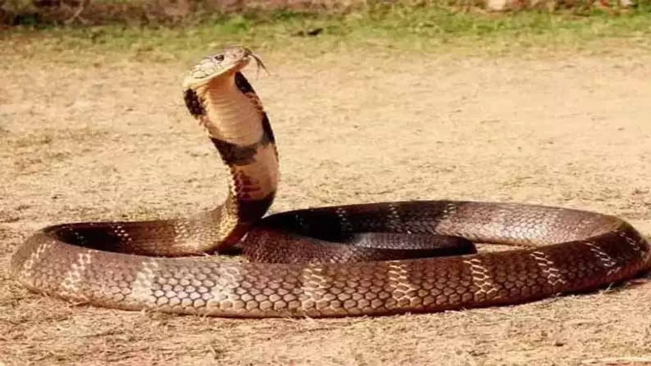 పండ్ల బండిలో 9 అడుగుల పాము..