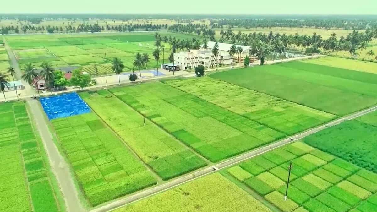  ఎల్‌నినో ఎఫెక్ట్‌.. తెలంగాణలో ఖరీఫ్ సాగుకు వర్షాల బ్రేక్‌