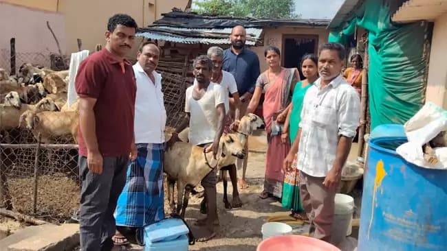 గొర్రెలకు చిటుకు వ్యాధి టీకాలు తప్పనిసరి: పశువైద్యాధికారి