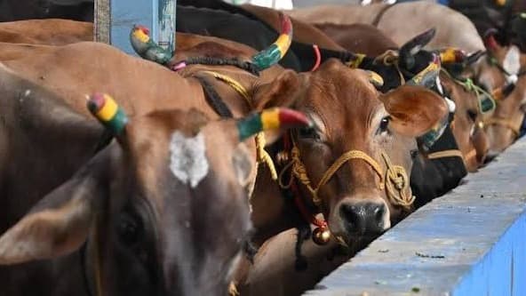 తమిళనాడు గోవధ నిషేధంపై సుప్రీంకోర్టుకు ప్రభుత్వం