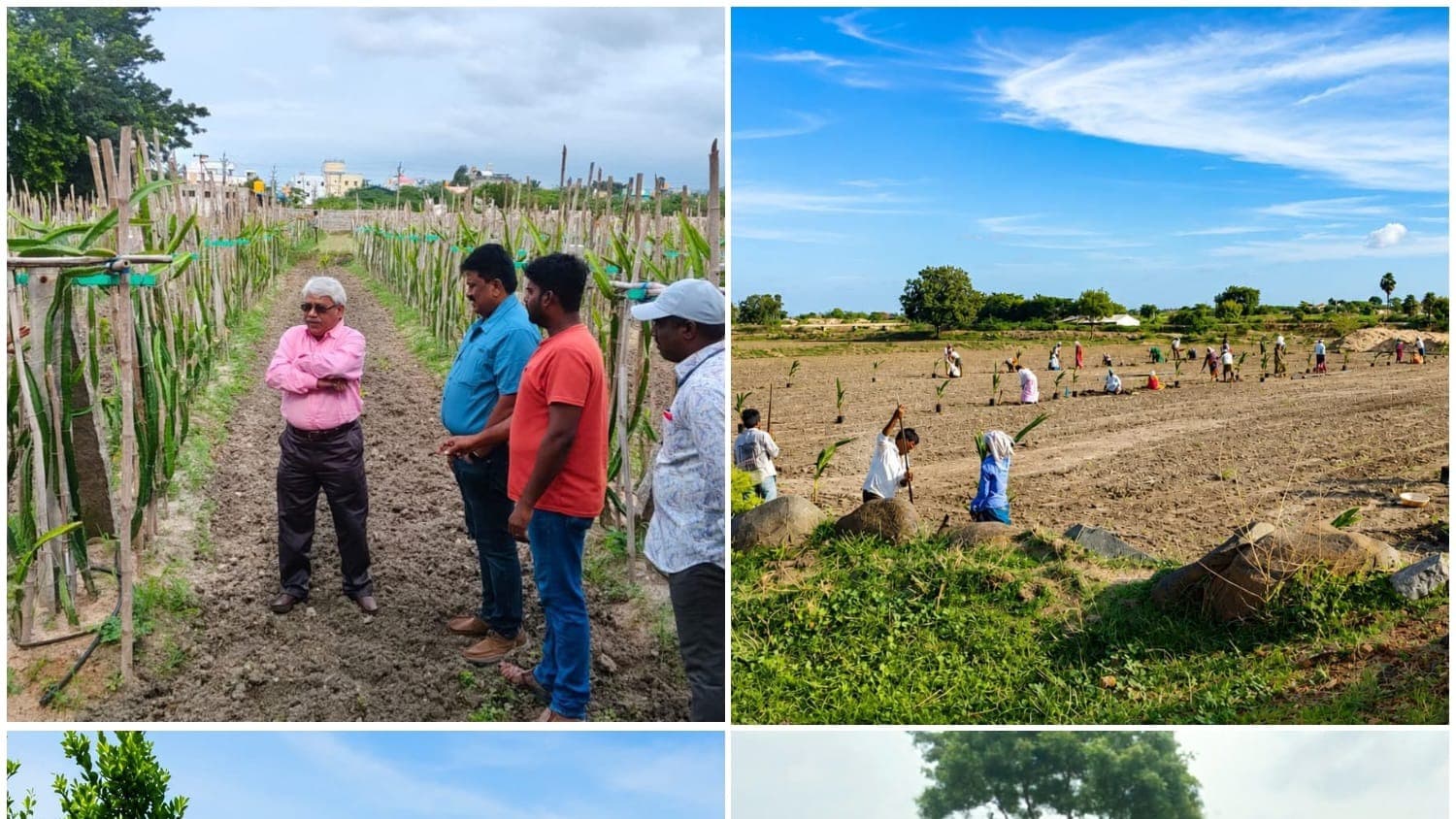 ఉపాధి హామీతో పండ్ల తోటల సాగుకు రైతులకు భరోసా