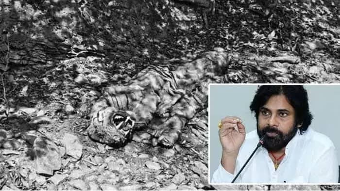 నల్లమల పులి మృతిపై పవన్ సీరియస్..