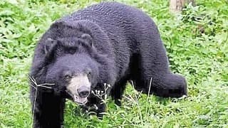 గుజరాత్‌లో ఎలుగుబంటి బీభత్సం..