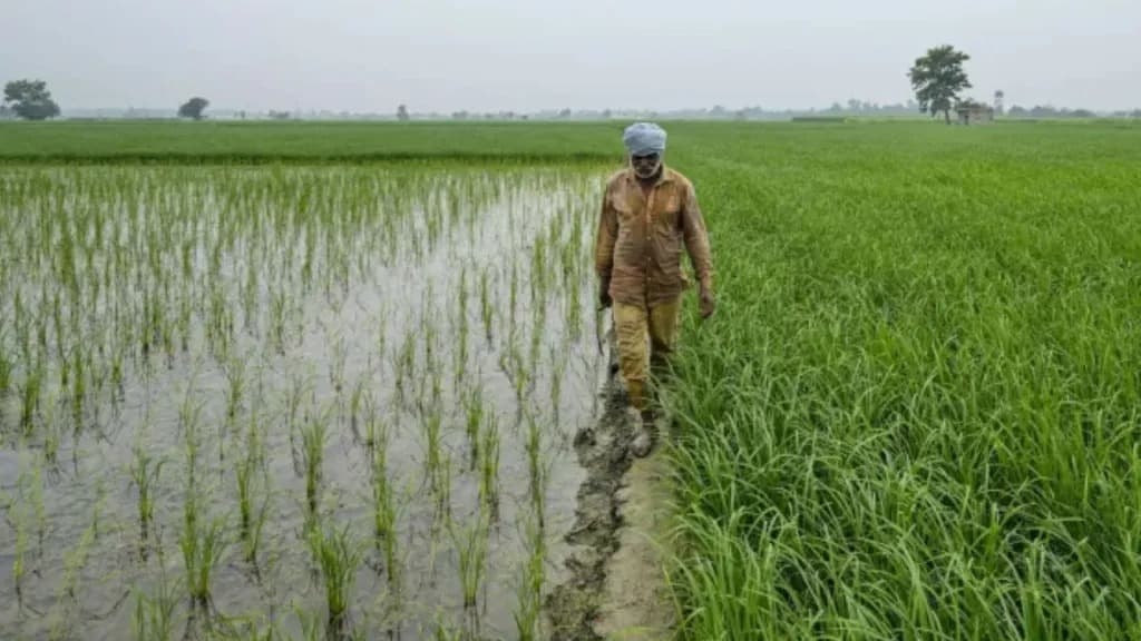 పంజాబ్‌లో వరి సాగు రికార్డు.. 32.76 లక్షల హెక్టార్లు