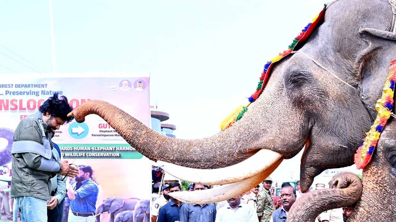 పవన్ కళ్యాణ్‌తో విశాఖలో వరల్డ్ ఎలిఫెంట్ డే వేడుకలు
