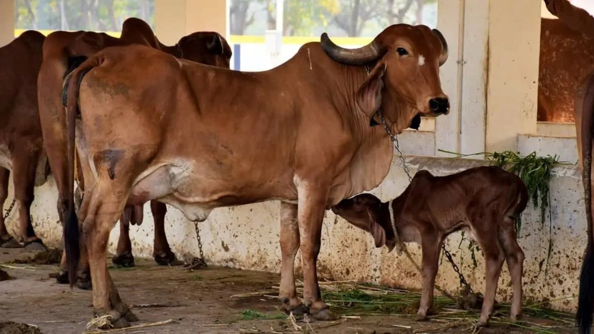 హిమాచల్‌లో లంపీ వ్యాధి నివారణకు టీకాల కార్యక్రమం