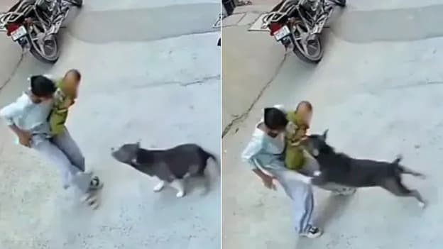 పసిపాపపై కుక్క దాడి